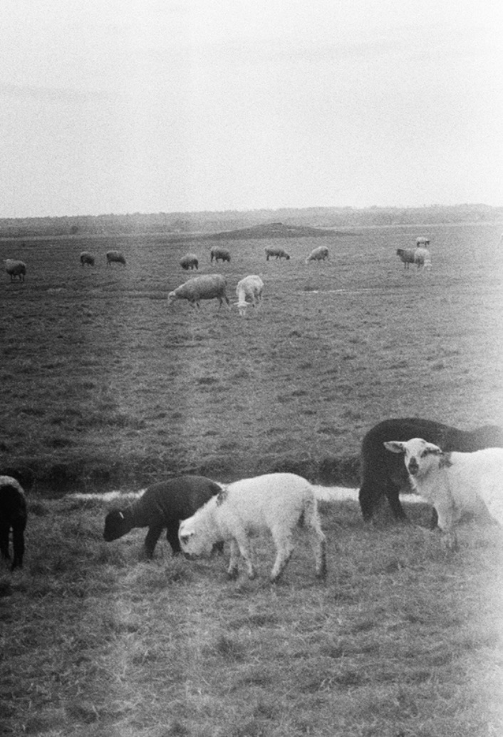 Insights on Regenerative Grazing with&nbsp;Izzy