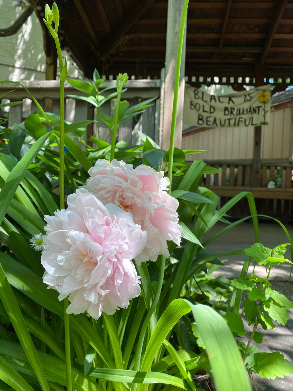 The Central Bainbridge Community Garden with Giselle&nbsp;King
