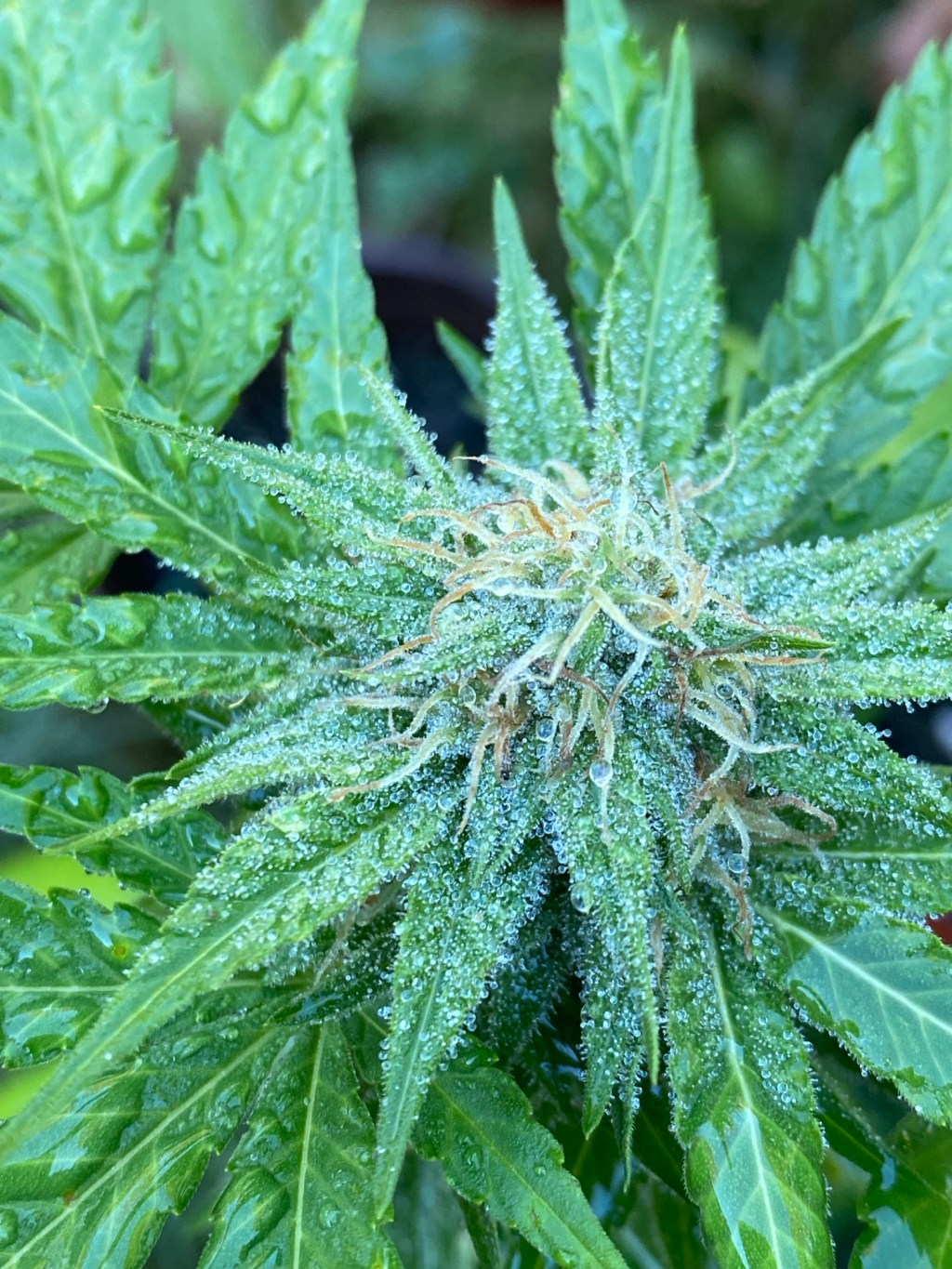 Hemp Farm Tour with RJ&nbsp;Noble