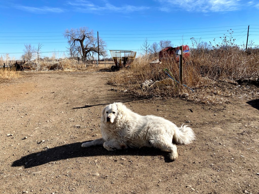Discussions on Regenerative Farming with Alice from the Golden&nbsp;Hoof