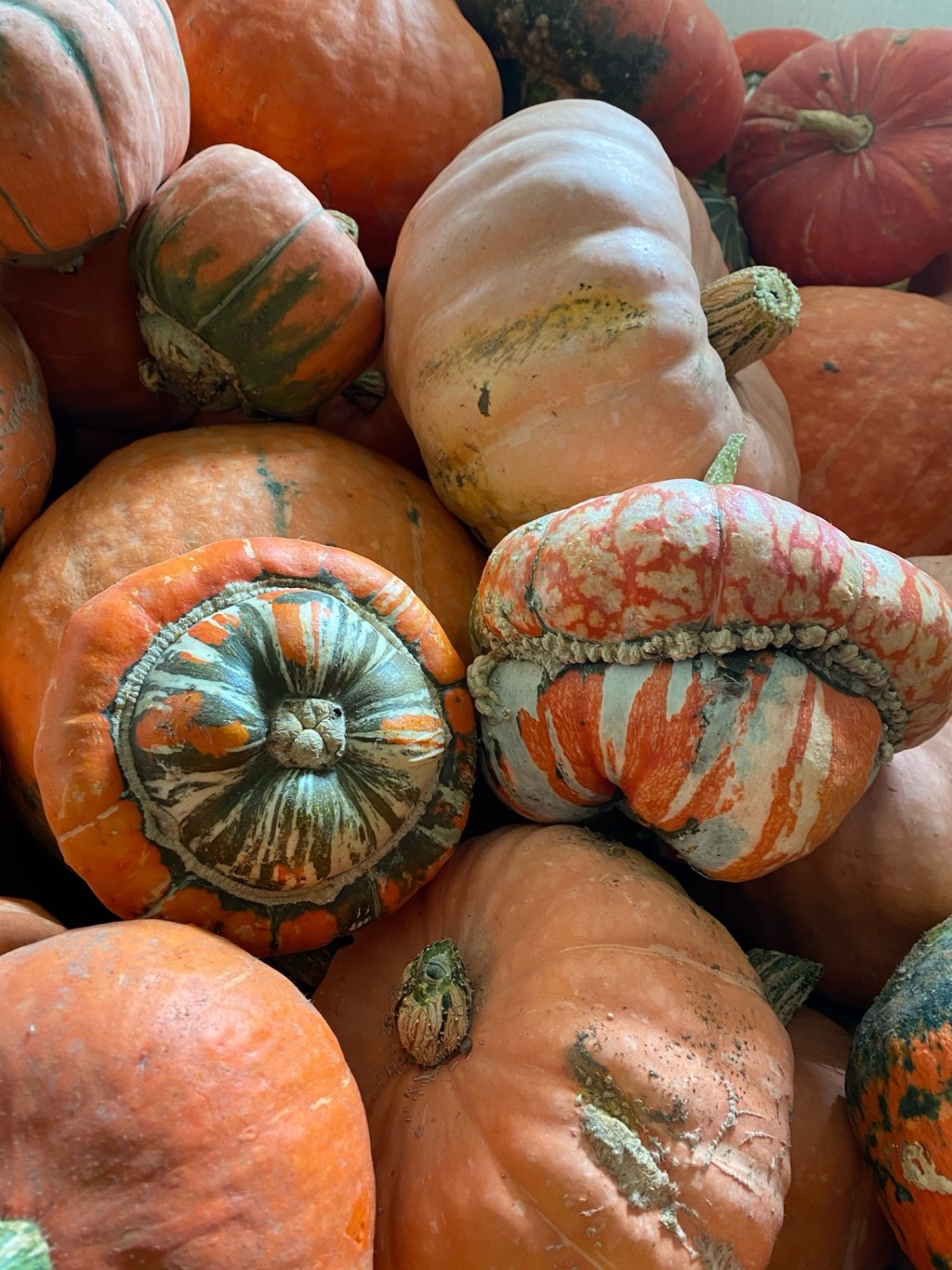 Full diet farm, cover crops, and food waste with&nbsp;Claudia